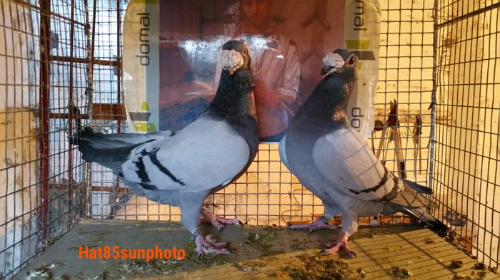 Per.11 M 2014  F 2014  vanduti - Voiajori Italiani de Frumusete