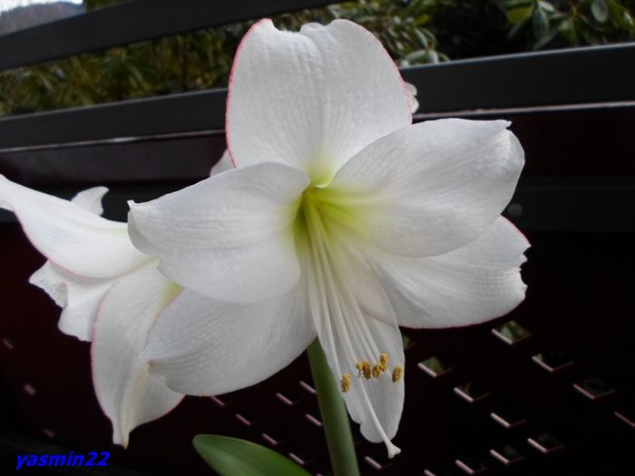 Dec 2015 394Picotee - 7-Amaryllis si Clivia