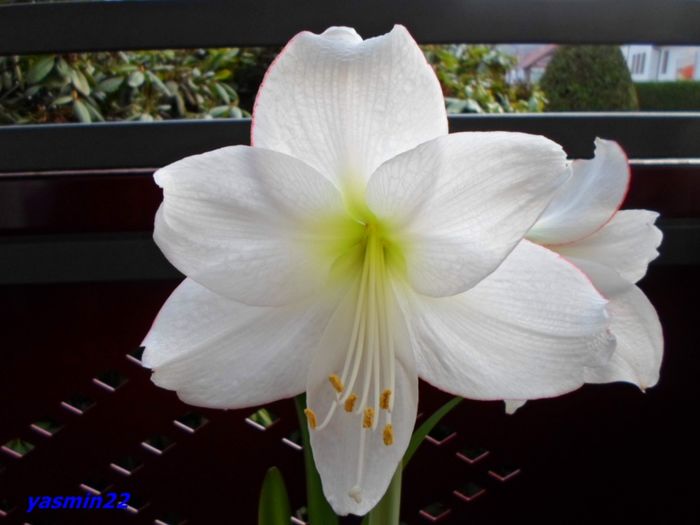 Dec. 2015 397 Picotee - 7-Amaryllis si Clivia