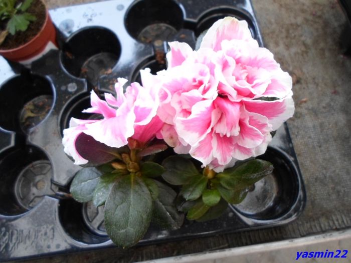 Dec.r 2015 303