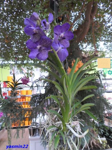 Dec 2015 041 VANDA