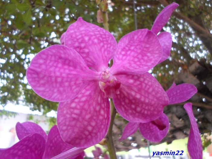 043  VANDA - Expozitie de Orhidee