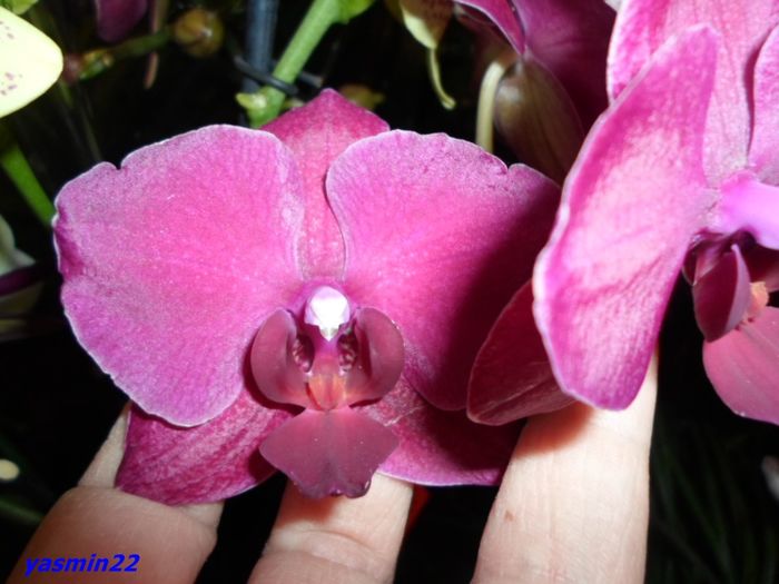 297 Dec 2015 PHALAENOPSIS - Expozitie de Orhidee