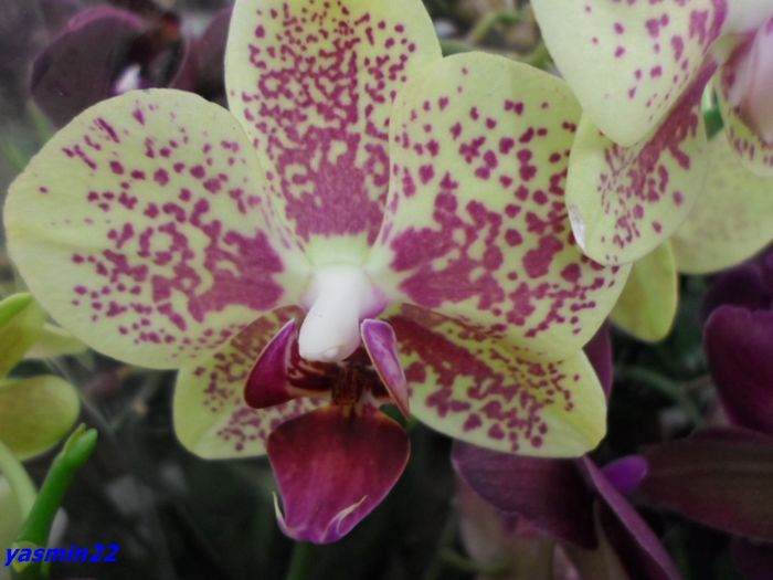298 Dec 2015 PHALAENOPSIS - Expozitie de Orhidee