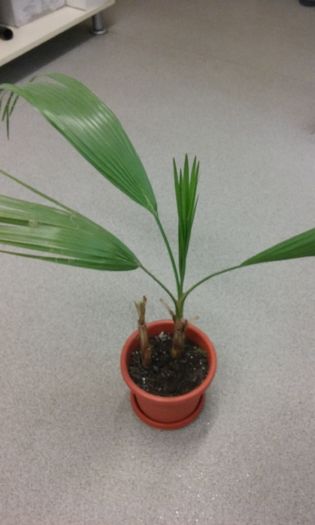 Vandut-Palm Washingtonia filifera - Palmieri