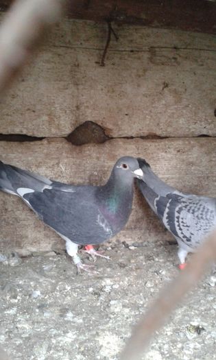 20160131_164001; F  2013 40lei
