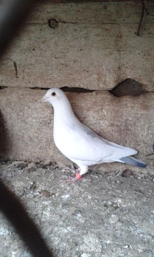 20160131_163848; F 2014 40lei
