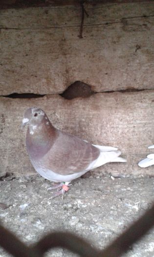 20160131_163832; F 2014 40lei 
Din parinti zburati
