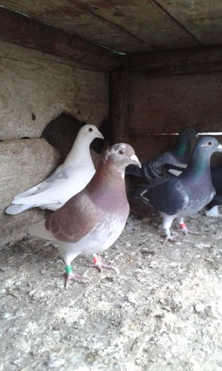 20160131_163752; Toate trei femele 100lei 
Transportul este platit de cel ce achizitioneaza pasarile
