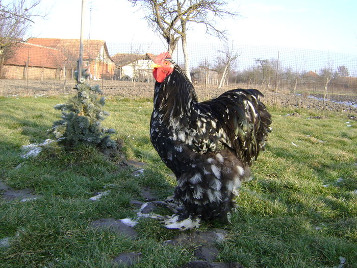 DSC04550 - 36-MATCA 2016