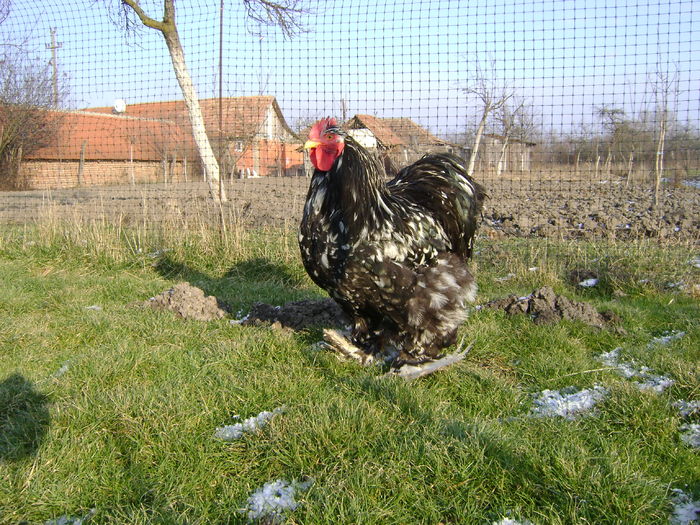 DSC04554 - 36-MATCA 2016