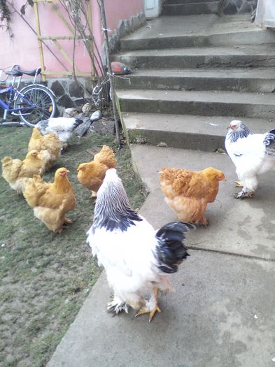 IMG_20160129_141831_1