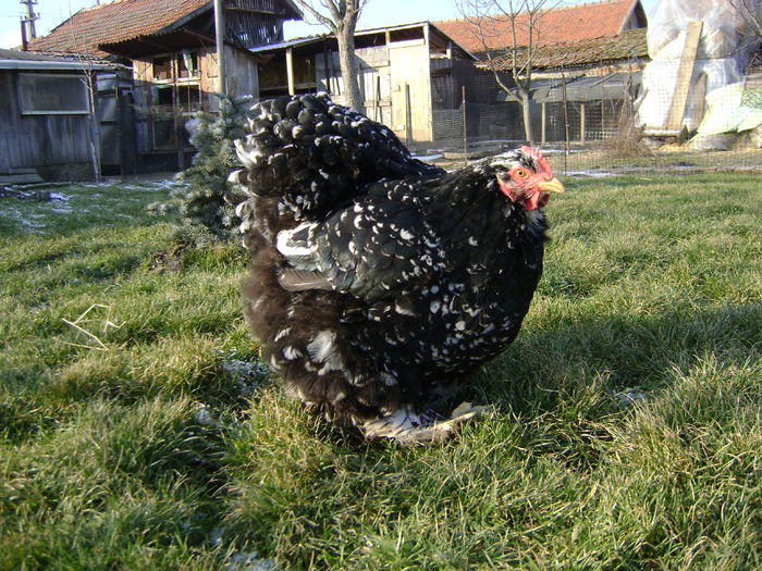 DSC04516 - 36-MATCA 2016