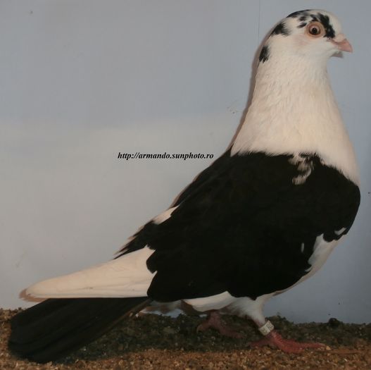 Mascul 2015 - D- Baltati pe Negru