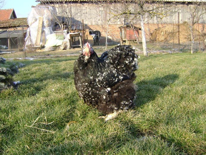 DSC04520 - 36-MATCA 2016