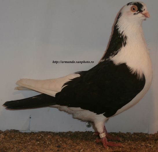 Mascul 2015 - D- Baltati pe Negru