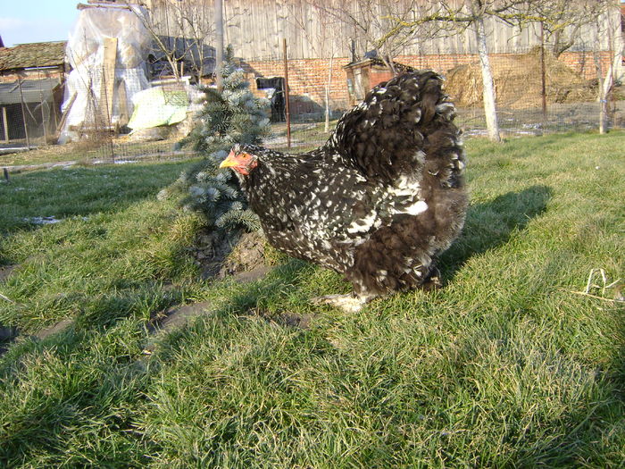 DSC04534 - 36-MATCA 2016