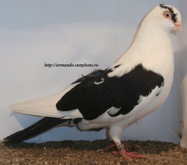 Mascul 2015 - D- Baltati pe Negru