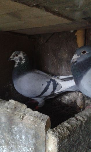 20160131_162022; F 2012 Gyo Sport
Zburata
