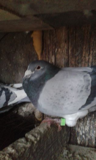 20160131_162035; M2012  -zburat cu clasare
