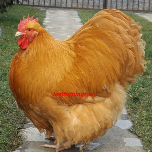 1506370_759451110853701_6592576127325243823_o