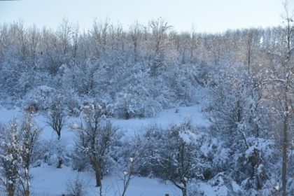 DSC_0466