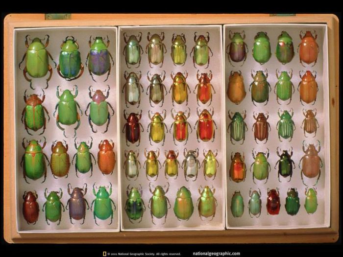 insectar scolar - Amintiri dinainte de 1989-1