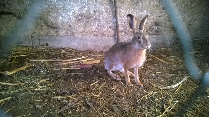 WP_20160201_017 Veveritza la 1 an si 8 luni