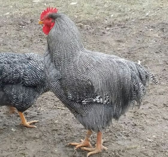 20160201_084112 - Plymouth Rock Barat 2015