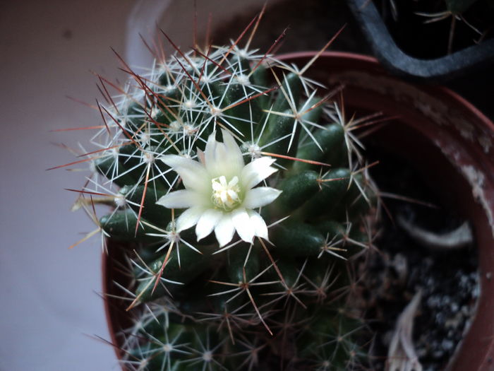 DSC09312 - Cactusi