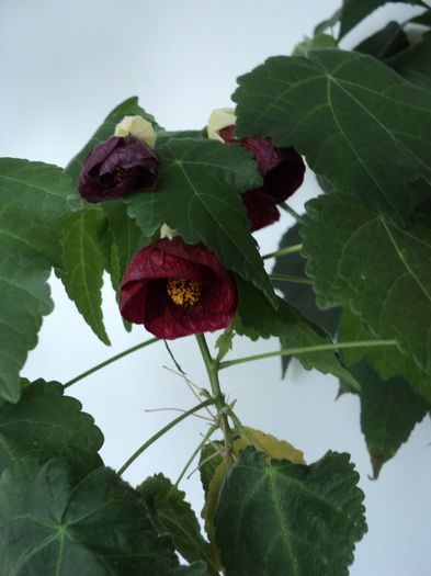 DSC09321 - Abutilon