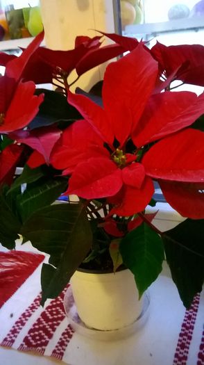 WP_20151223_09_17_25_Pro