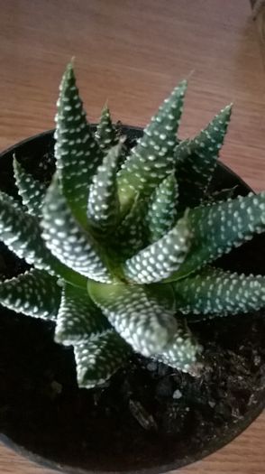 WP_20160108_14_14_01_Pro