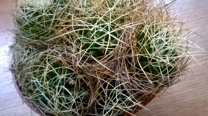 WP_20160201_09_32_08_Pro