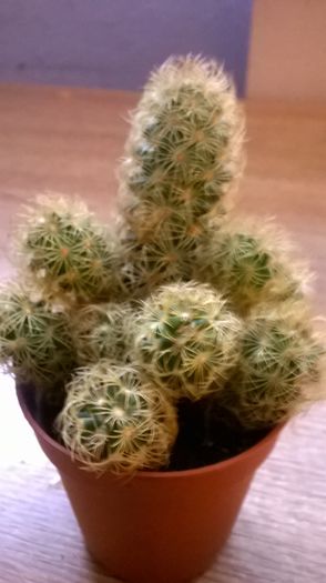 WP_20160201_09_34_50_Pro