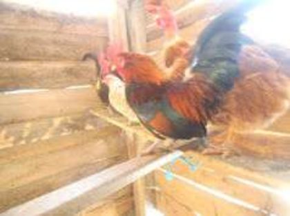 90816900_1_644x461_5vand-schimb-cocosi-rasa-pitica-oradea_rev001