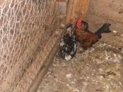 90816900_2_644x461_5vand-schimb-cocosi-rasa-pitica-fotografii_rev001