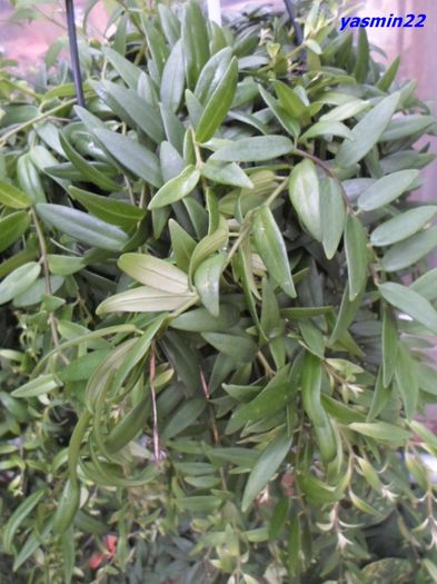 25 oct. 2015 046 Columnea