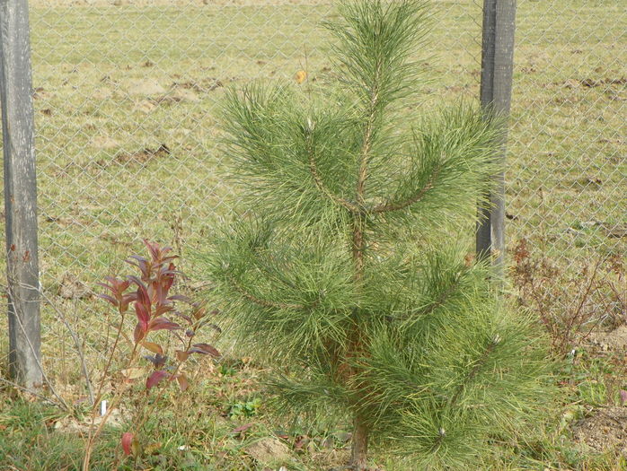 pinus nigra