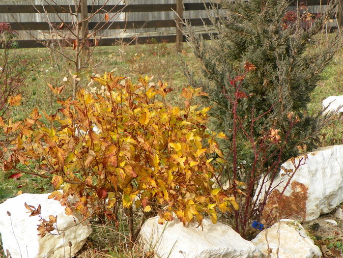 physocarpus Darts gold