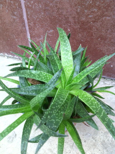 Haworthia