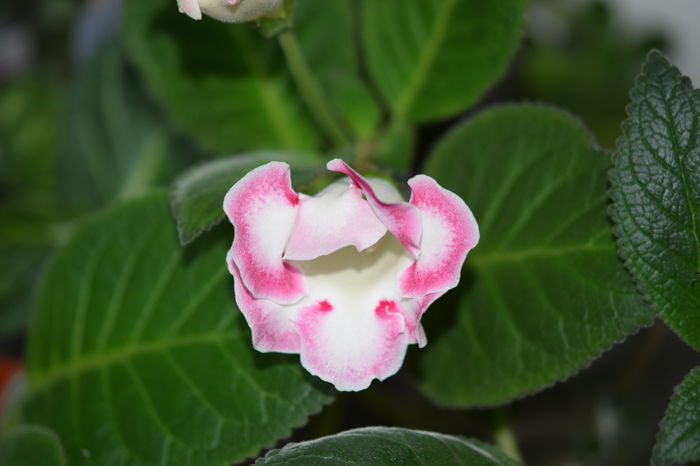 005 - x - Gloxinia 2015