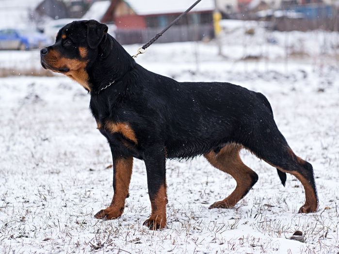 P1210794 - rottweiler canisa adamsrott