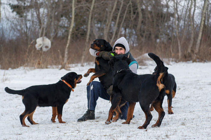 P1220030 - rottweiler canisa adamsrott