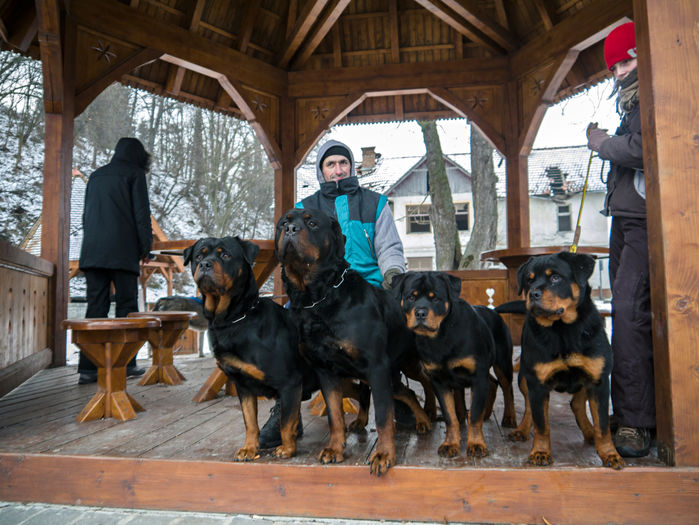 P1210933 - rottweiler canisa adamsrott