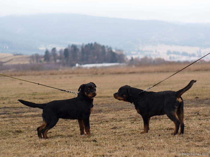 P1220132 - rottweiler canisa adamsrott