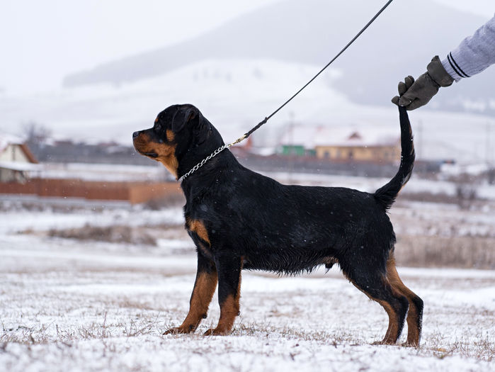 P1210800 - rottweiler canisa adamsrott