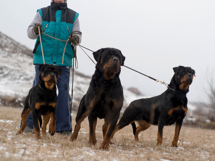 P1210920 - rottweiler canisa adamsrott