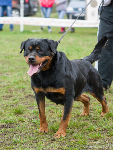 P1110281 - rottweiler canisa adamsrott