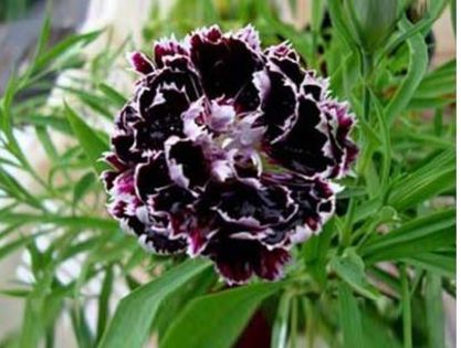 Dianthus Black 1ron